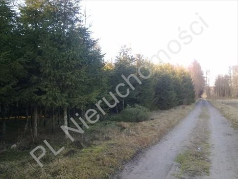Działka rolna na sprzedaż Grzegorzewice 8 000m2 Foto 2