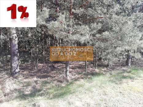 Działka leśna na sprzedaż Kołbiel 4 900m2 Foto 2