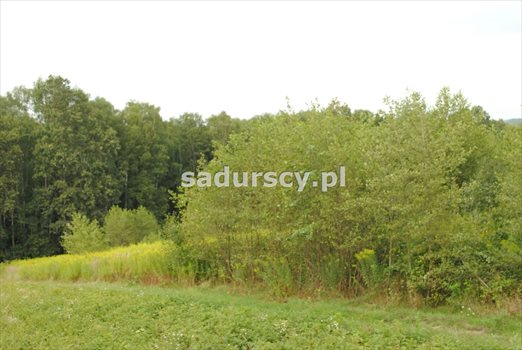 Działka budowlana na sprzedaż Głogoczów 1 965m2 Foto 6