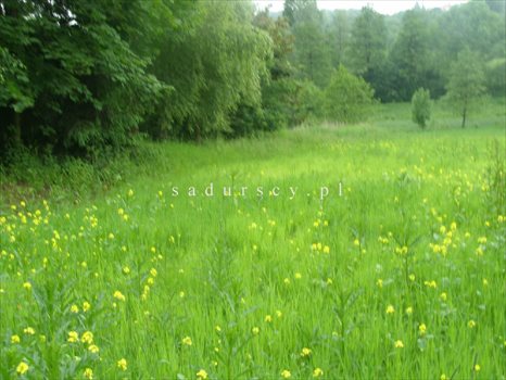 Działka rolna na sprzedaż Kraków, Podgórze, Romana Żelazowskiego 2 410m2 Foto 3