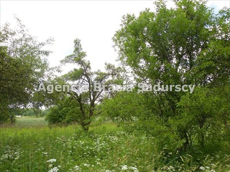 Działka budowlana na sprzedaż Kraków, Nowa Huta, Branice, Igołomska 3 859m2 Foto 6