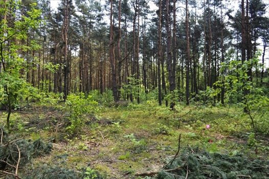 Działka rekreacyjna na sprzedaż Żarki-Letnisko 1 000m2 Foto 5
