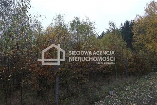 Działka leśna na sprzedaż Stare Gronowo 49 000m2 Foto 2