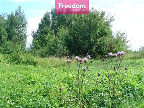 Działka budowlana na sprzedaż Cisy 1 163m2 Foto 4