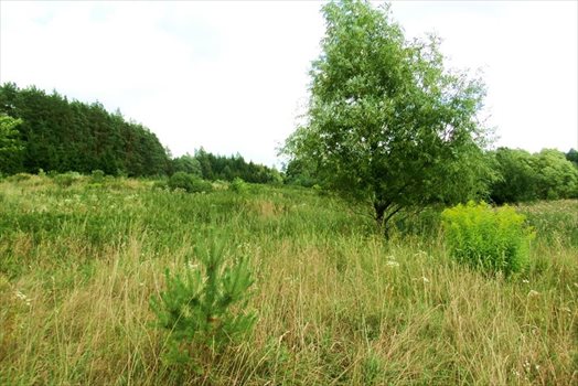 Działka inna na sprzedaż Mrozy Wielkie 7 111m2 Foto 9