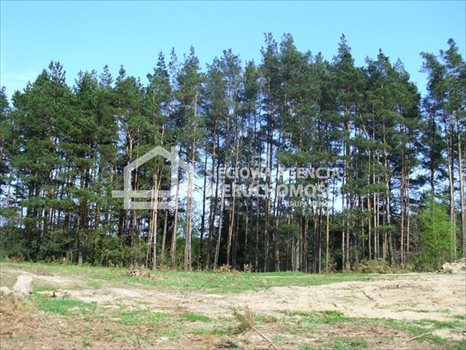 Działka budowlana na sprzedaż Sitno 3 053m2 Foto 7