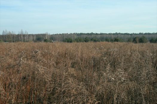 Działka budowlana na sprzedaż Prażmów, Łoś 1 231m2 Foto 2