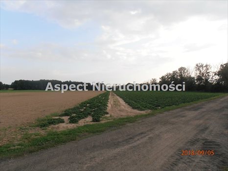 Działka rolna na sprzedaż Pamiętna 74 900m2 Foto 5
