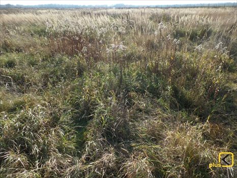 Działka budowlana na sprzedaż Mikołów, Borowa Wieś, Mokierska 1 088m2 Foto 3
