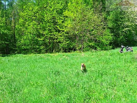 Działka rekreacyjna na sprzedaż Ujkowice 2 600m2 Foto 3