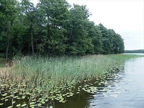 Działka rekreacyjna na sprzedaż Żywy 4 393m2 Foto 8