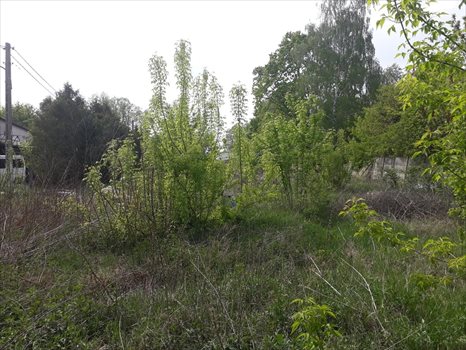 Działka budowlana na sprzedaż Warszawa, Wawer, Mrówcza 39f 1 260m2 Foto 3