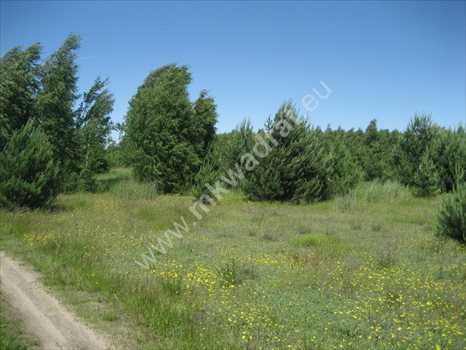 Działka rolna na sprzedaż Grzegorzewice 4 000m2 Foto 3