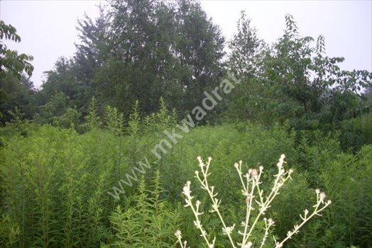 Działka budowlana na sprzedaż Kanie, mkwadrat.eu - wejdź i zobacz sprawdzone oferty nieruchomości 2 196m2 Foto 5