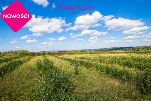 Działka budowlana na sprzedaż Straszydle 10 000m2 Foto 9