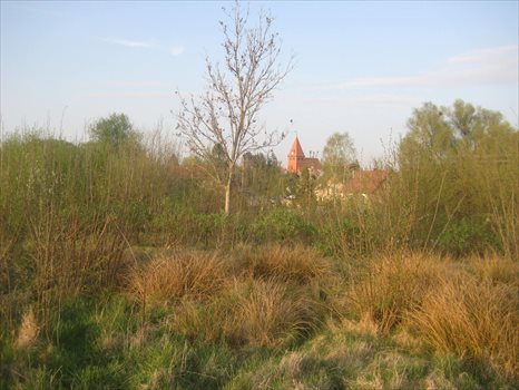 Działka rolna na sprzedaż Bierkowo, Leśna 3 241m2 Foto 7