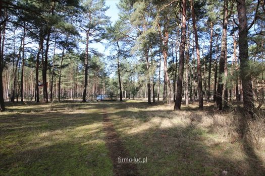 Lokal użytkowy na sprzedaż Borek 200m2 Foto 3