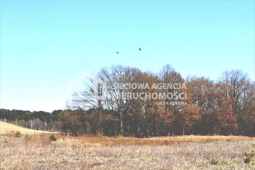Działka budowlana na sprzedaż Tokary 1 052m2 Foto 5