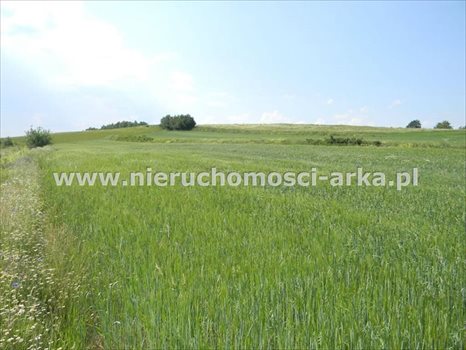 Działka rolna na sprzedaż Stare Rybie 7 200m2 Foto 4
