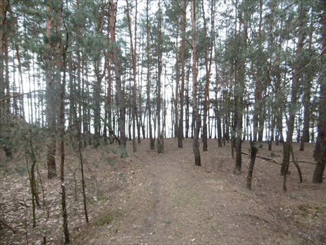 Działka budowlana na sprzedaż Skubianka, Korzenna 983m2 Foto 4