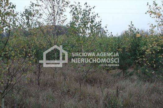 Działka leśna na sprzedaż Drozdowo 93 200m2 Foto 2
