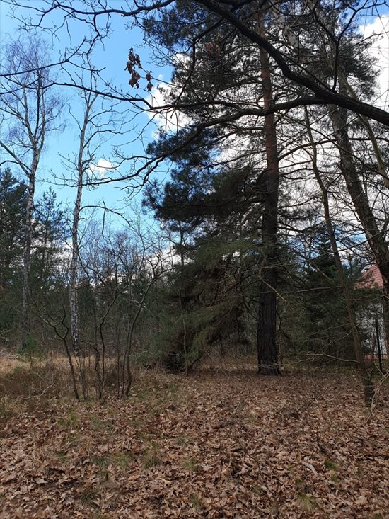 Działka budowlana na sprzedaż Zalesie Górne, Urocza 2 661m2 Foto 6