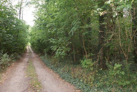 Działka budowlana na sprzedaż Dąbrówka Wielka 1 500m2 Foto 2