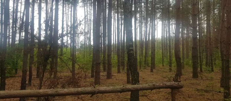 Działka rekreacyjna na sprzedaż Ojrzanów, Tarczyńska 1 000m2 Foto 9
