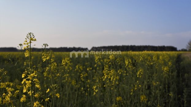 Działka rolna na sprzedaż Łosiniec 188 901m2 Foto 3