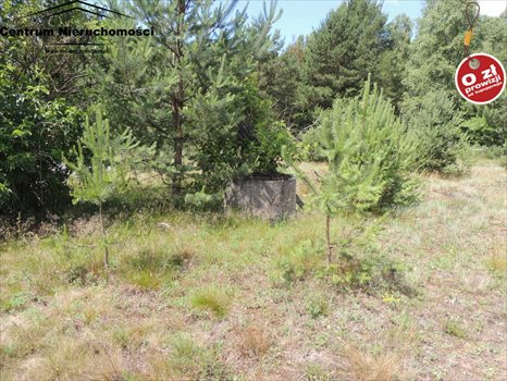 Działka siedliskowa na sprzedaż Krzyż 24 900m2 Foto 8