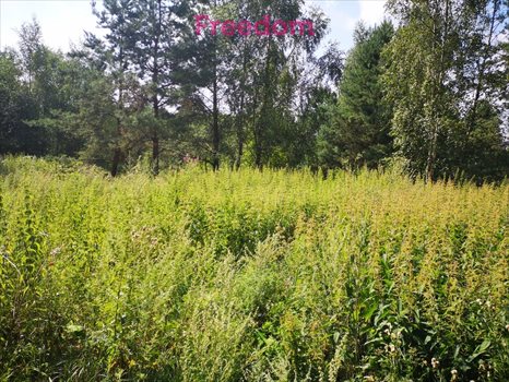 Działka budowlana na sprzedaż Orzechowo 24 300m2 Foto 9
