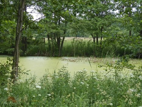 Działka budowlana na sprzedaż Łódź, Polesie 5 664m2 Foto 3