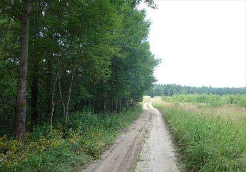 Działka siedliskowa na sprzedaż Rybical 40 936m2 Foto 7