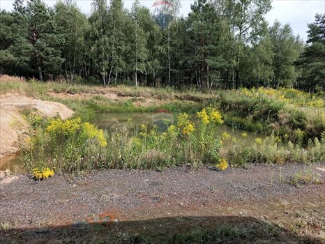 Działka siedliskowa na sprzedaż Strzegowa 14 599m2 Foto 11