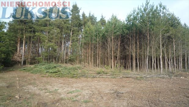 Działka budowlana na sprzedaż Prace Duże, Prace Duże 1 204m2 Foto 4