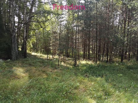 Działka budowlana na sprzedaż Orzechowo 24 300m2 Foto 12