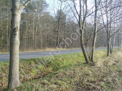 Działka inna na sprzedaż Skierniewice, Skierniewice 7 387m2 Foto 2