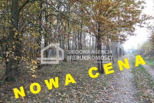 Działka leśna na sprzedaż Drozdowo 93 200m2 Foto 1