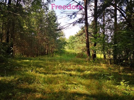 Działka budowlana na sprzedaż Orzechowo 24 300m2 Foto 2