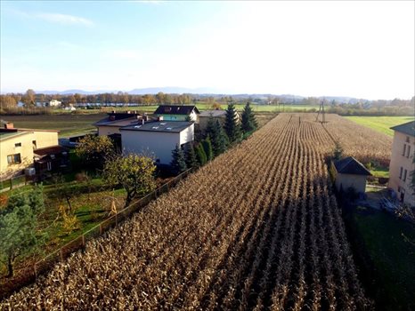 Działka budowlana na sprzedaż Dankowice, Spokojna 3 787m2 Foto 3