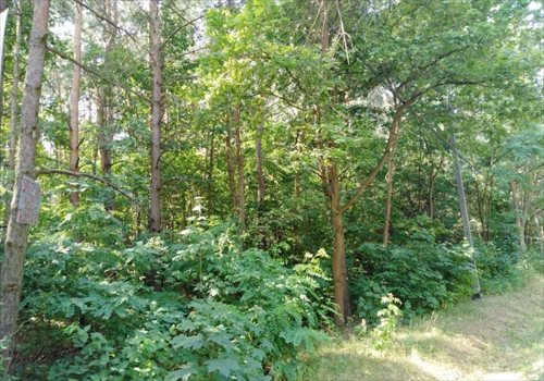 Działka budowlana na sprzedaż Prace Duże 1 456m2 Foto 4