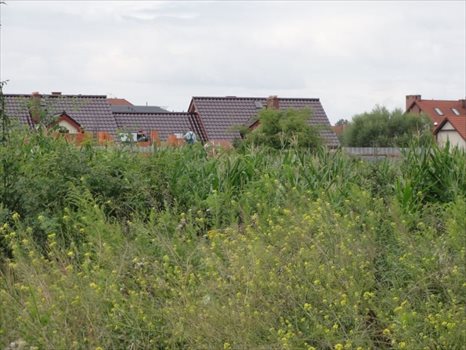 Działka inwestycyjna na sprzedaż Bielany Wrocławskie 15 653m2 Foto 5
