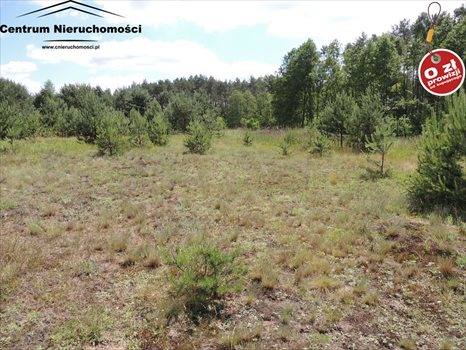 Działka siedliskowa na sprzedaż Krzyż 24 900m2 Foto 3
