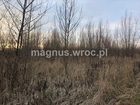 Działka budowlana na sprzedaż Siechnice 2 772m2 Foto 6