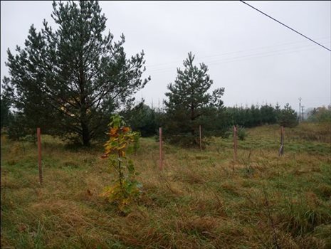 Działka budowlana na sprzedaż Wołowno 1 174m2 Foto 2