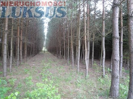 Działka inna na sprzedaż Many 12 200m2 Foto 9