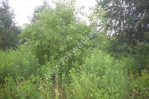 Działka budowlana na sprzedaż Kanie, mkwadrat.eu - wejdź i zobacz sprawdzone oferty nieruchomości 2 196m2 Foto 2