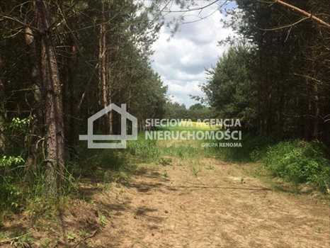 Działka budowlana na sprzedaż Trąbki Małe 3 800m2 Foto 5