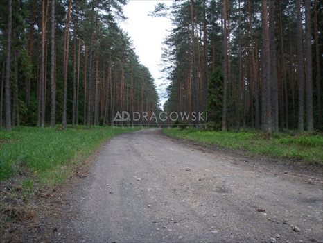 Działka budowlana na sprzedaż Ostrowin 1 500m2 Foto 3