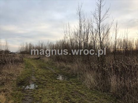Działka budowlana na sprzedaż Siechnice 2 772m2 Foto 5